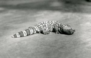 1923年9月、ロンドン動物園のギラモンスター（bw写真）